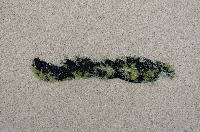 浜の海藻
