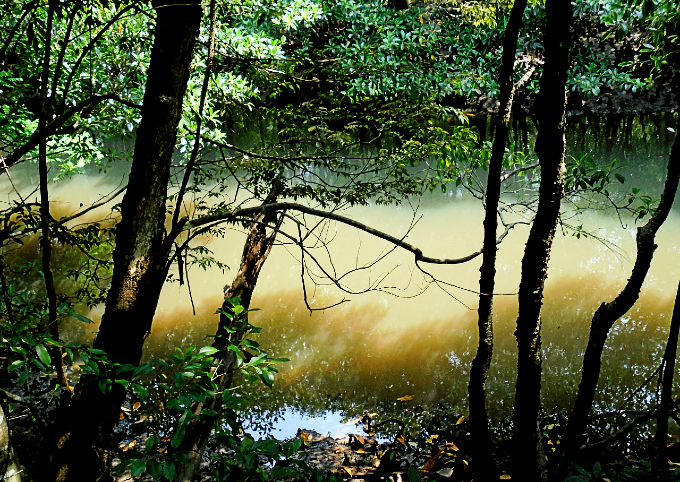 川と森の幻想的な風景