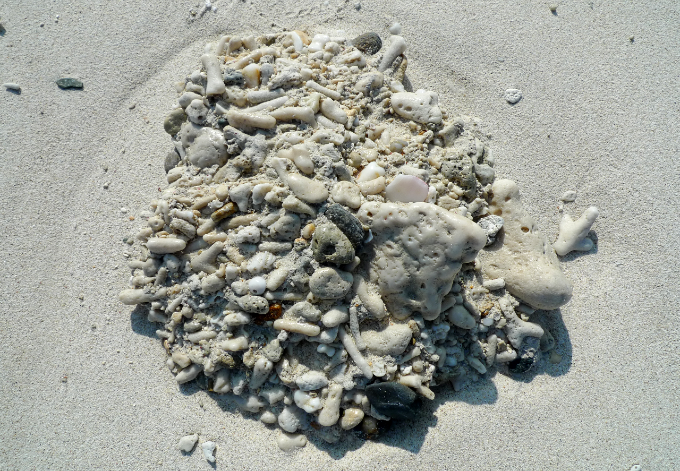 たくさんの貝が固まっている石灰岩