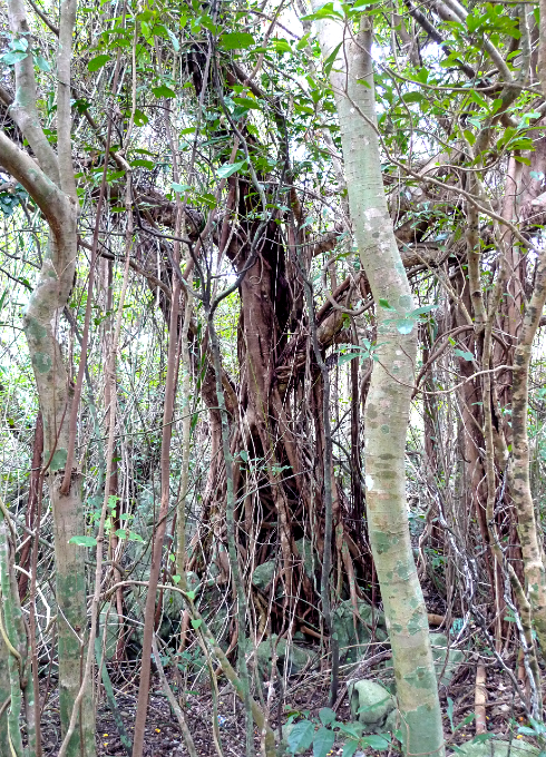 亜熱帯植物の森